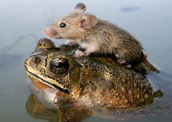 mouse rides frog